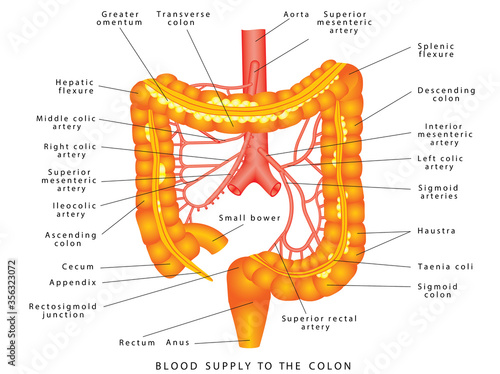 Abdominal Arteries. Blood supply to the colon. Anatomy Of Human Abdominal Arteries System. Colon Anatomy. Arteries supply of the large intestine. Large intestine Arteries supply