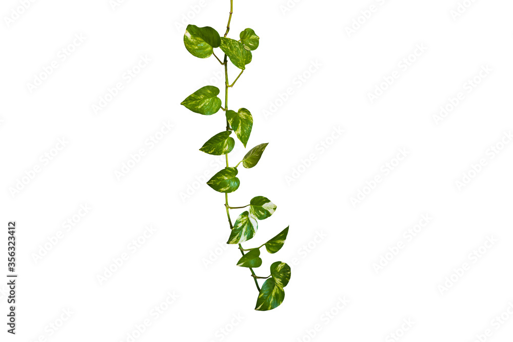 Heart shaped green leaves vine ivy plant bush of devil's ivy or golden pothos (Epipremnum aureum) isolated on background with clipping path. Heart shaped green leaves vine ivy plant bush of devil's ivy or golden pothos (Epipremnum aureum) isolated on background with clipping path.