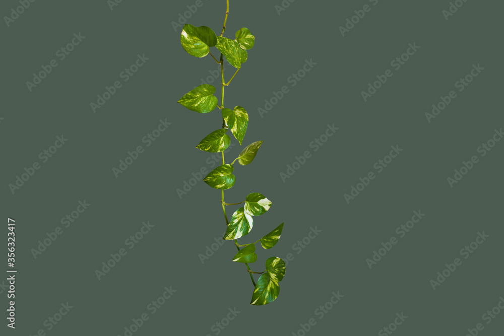 Heart shaped green leaves vine ivy plant bush of devil's ivy or golden pothos (Epipremnum aureum) isolated on background with clipping path.