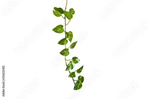 Heart shaped green leaves vine ivy plant bush of devil s ivy or golden pothos  Epipremnum aureum  isolated on background with clipping path.