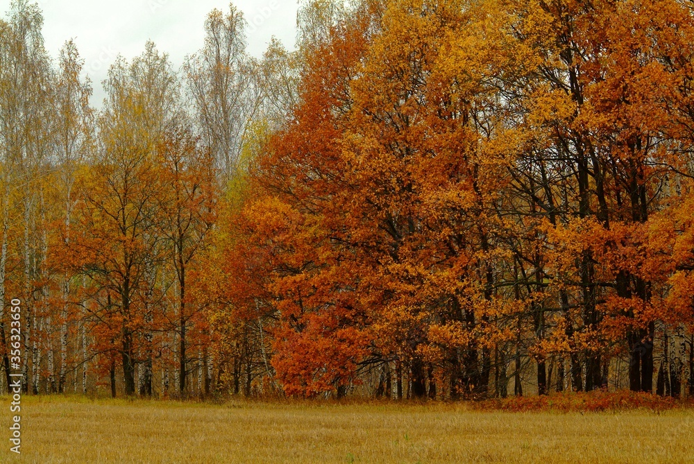 mown wheat field in cloudy autumn, Russia