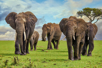 Papier peint photo Éléphant Troupeau d'éléphants boueux au Masai Mara  © Cheryl Ramalho