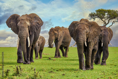 Photography A herd of large, muddy African elephants with tusks, walking on a grassy plain in the Masai Mara in Kenya