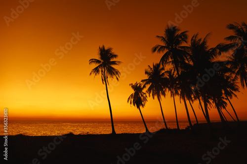 silhouettes of palm trees at sunset © Fa