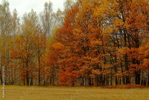 mown wheat field in cloudy autumn  Russia