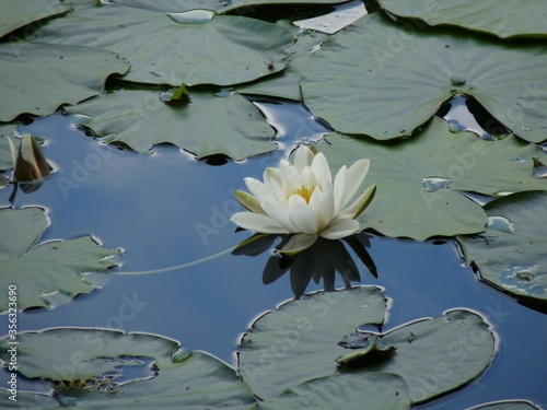Tranquil lily on still blue lake water with lily pads