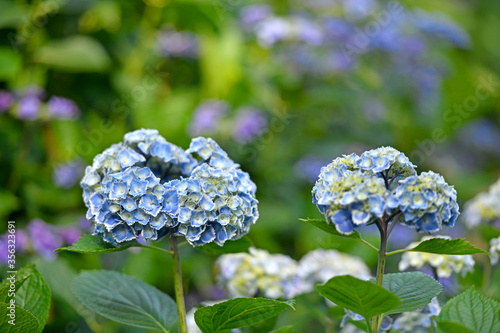 ギザギザ花びらの青いアジサイ