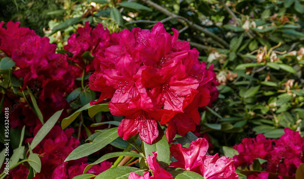 red rhododendron flower blooming in the garden red rhododendron flower blooming in the garden