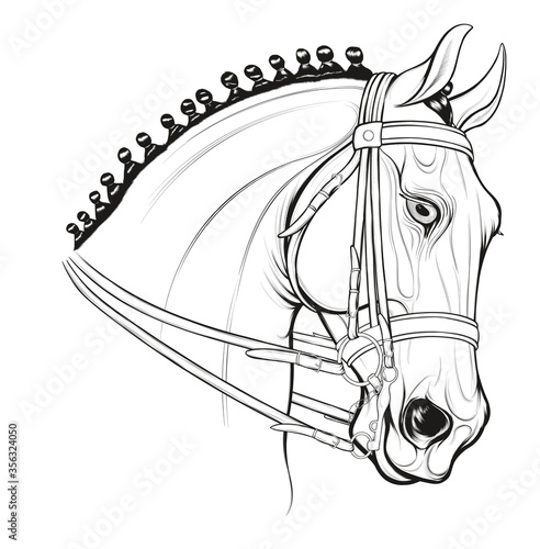 Linear portrait of a horse with braided mane. Stallion equipped for dressage wears a double bridle with bradoon and curb bit. Vector emblem, design element for equestrian goods and coloring books.