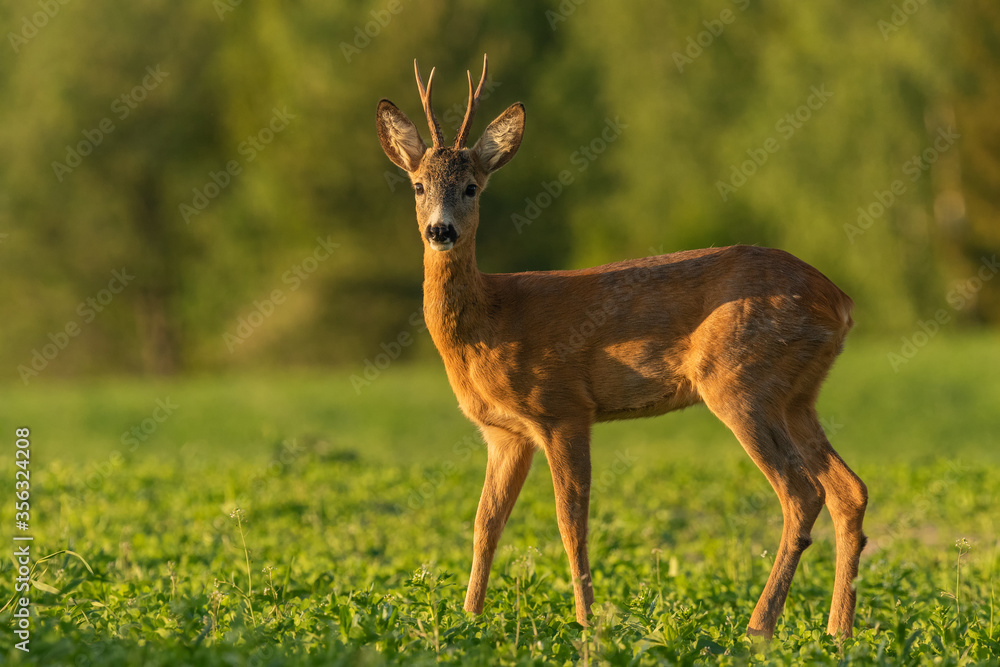 Young roe deer buck standing on the clover field in sunset light, wildlife, Capreolus capreolus, Slovakia Young roe deer buck standing on the clover field in sunset light, wildlife, Capreolus capreolus, Slovakia