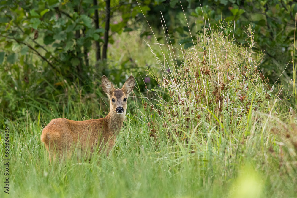 Obraz premium Cute little roe deer calf in between high grass facing the camera, wildlife, Capreolus capreolus, Slovakia