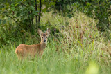 Cute little roe deer calf in between high grass facing the camera, wildlife, Capreolus capreolus, Slovakia