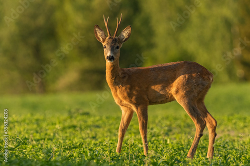 Young roe deer buck standing on the clover field in sunset light, wildlife, Capreolus capreolus, Slovakia