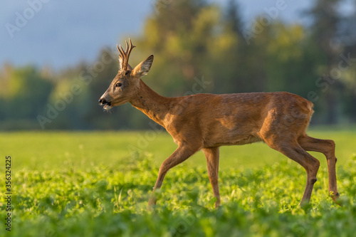 Fototapeta Naklejka Na Ścianę i Meble -  Young roe deer buck walking through the clover field in sunset light, wildlife, Capreolus capreolus, Slovakia