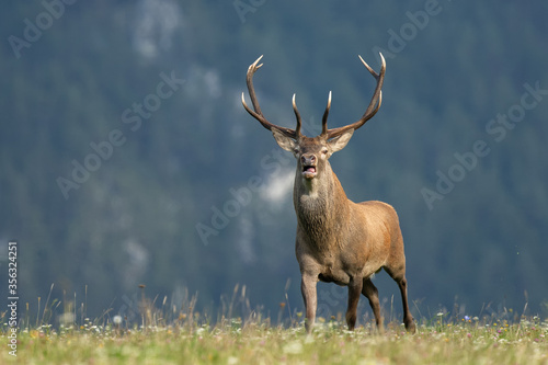 Running red deer stag during rut with open mouth and tongue, wildlife, Cervus elaphus, Slovakia
