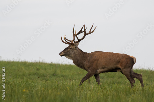 Old red deer stag walking through the green grass meadow during the rut  showing majestic antlers  wildlife  Cervus elaphus  Slovakia