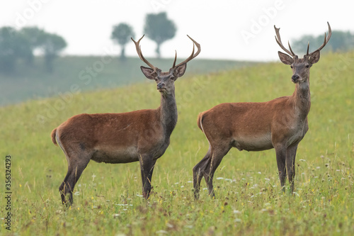 Two young red deer stags standing in the summer landscape, rare antlers, wildlife, Cervus elaphus, Slovakia