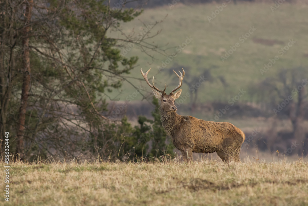 Obraz premium Red deer stag standing on the horizon with pine trees in background, wildlife Cervus elaphus, Slovakia