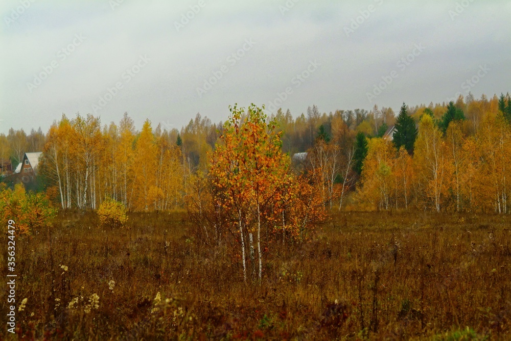 Fototapeta premium small village of cloudy autumn, Russia