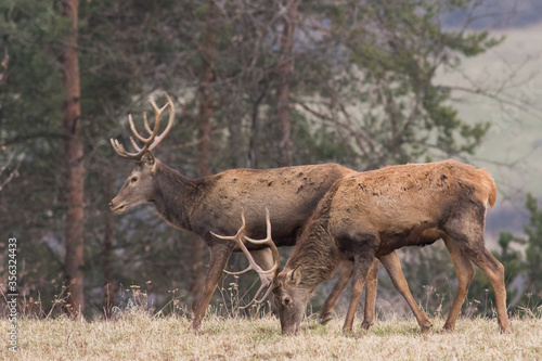 Two red deer stags grazing on the dry grass on the end of winter with pine trees in background, wildlife, Cervus elaphus, Slovakia