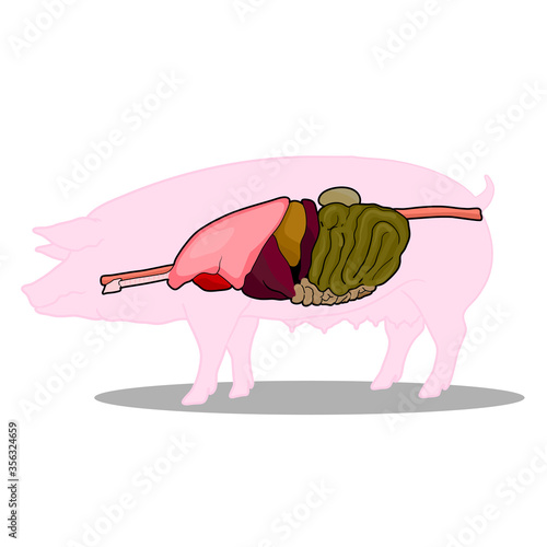 swine anatomy for the respiratory and digestive system 
