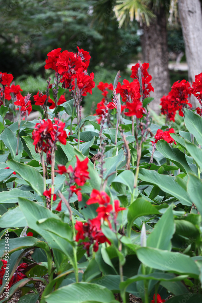 Closeup of red ginger flower