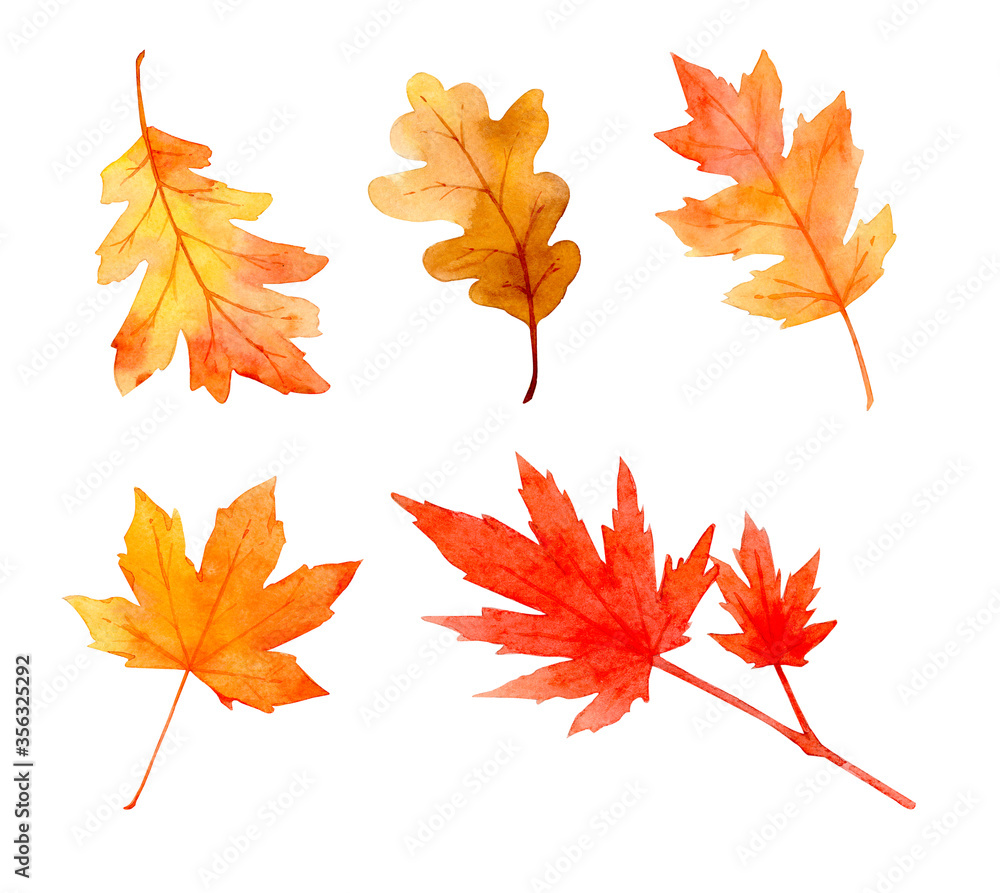 Collection of beautiful orange autumn leaves isolated on white background. Set of hand-painted in watercolor and brush on paper. Clipping path.