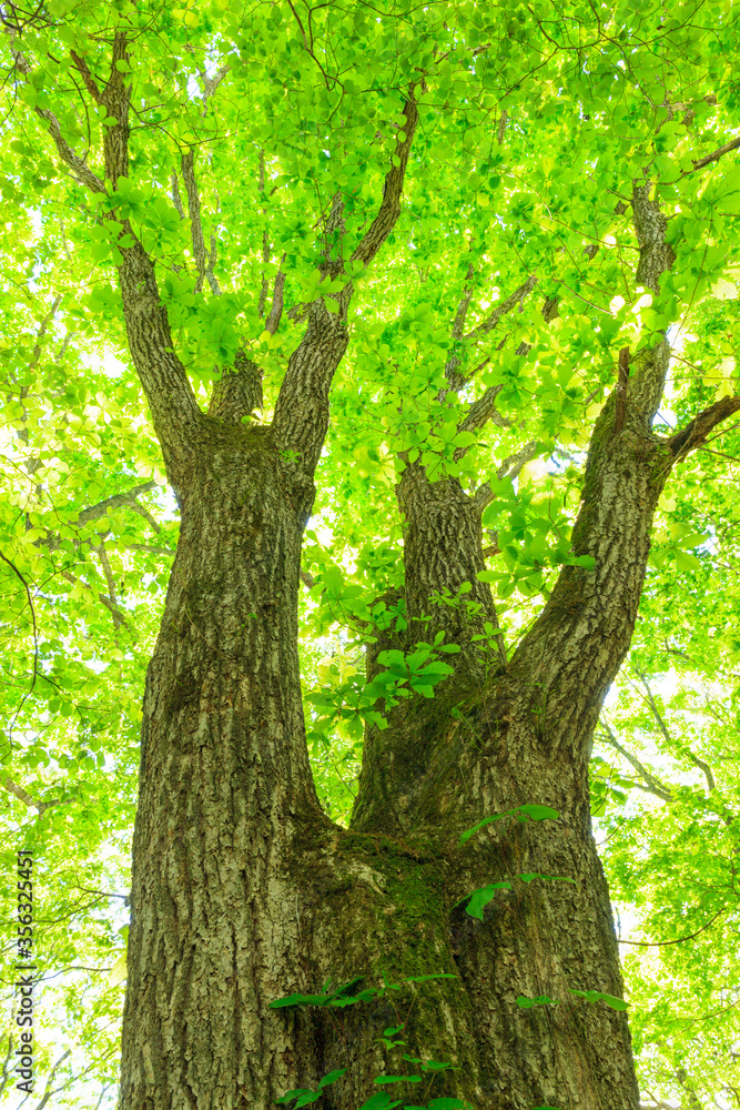 old oak tree old oak tree