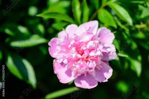 Fototapeta Naklejka Na Ścianę i Meble -  Bush with one large delicate vivid pink peony flower in a British cottage style garden in a sunny spring day, beautiful outdoor floral background photographed with selective focus.