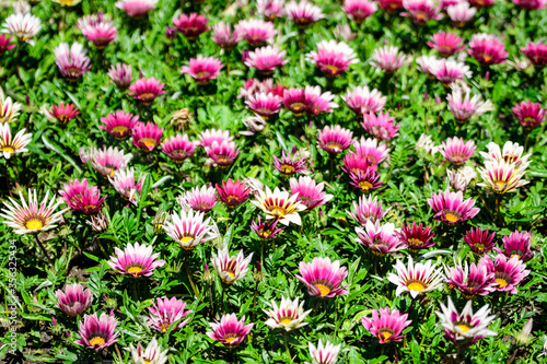 Top view of many vivid pink and white gazania flowers and blurred green leaves in soft focus  in a garden in a sunny summer day  beautiful outdoor floral background.