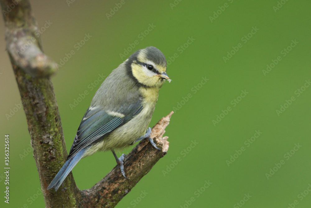 A cute baby Blue Tit, Cyanistes caeruleus, perching on a branch. It has been pecking at the decaying wood searching for insects to eat. A cute baby Blue Tit, Cyanistes caeruleus, perching on a branch. It has been pecking at the decaying wood searching for insects to eat.