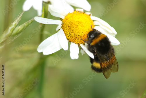 A Bumblebee, Bombus, pollinating a Dog Daisy flower in a meadow in springtime.