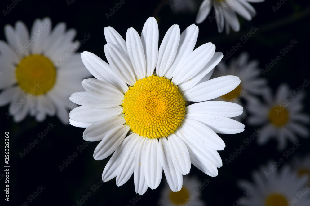 Fototapeta premium Group of shasta daisies on a dark background