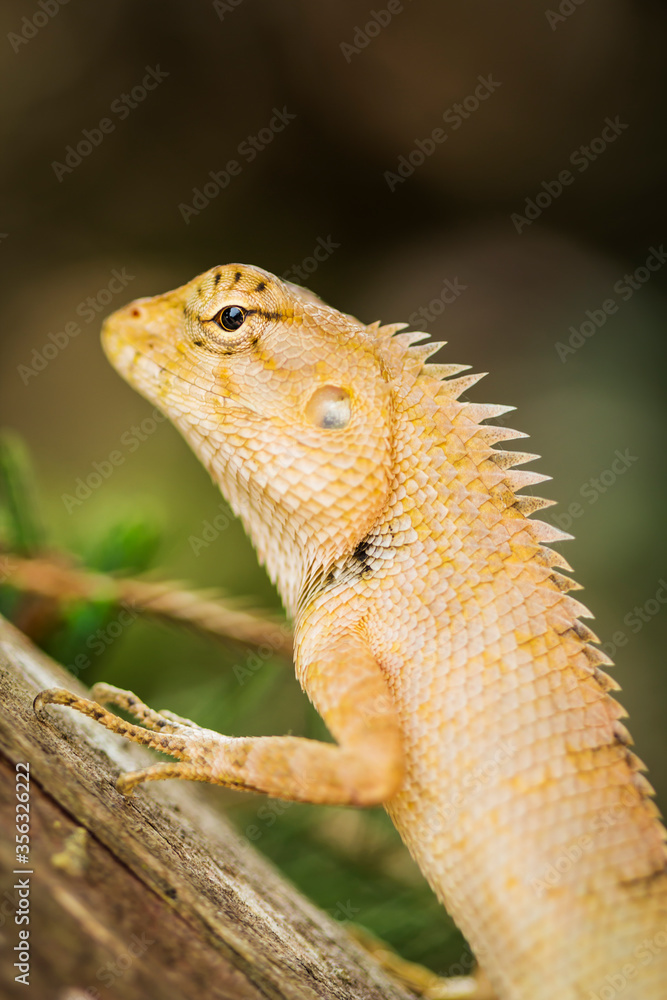 Obraz premium Top lizards climbing trees