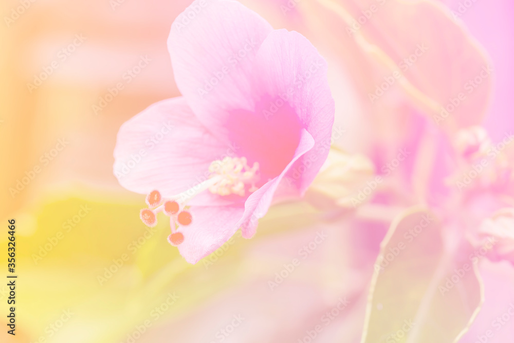 the hibiscus flower a color adjustment in soft style for background the hibiscus flower a color adjustment in soft style for background