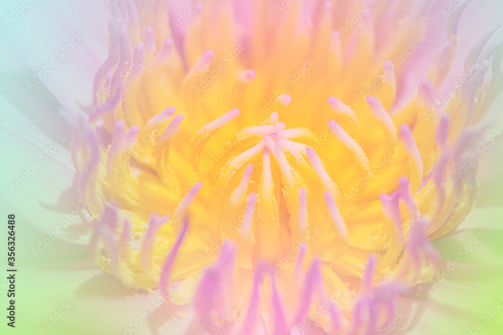 the lotus a color adjustment in soft style for background the lotus a color adjustment in soft style for background