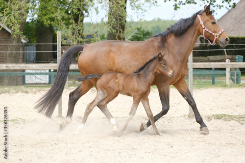 Little brown foal, trosts next to the mother, one week old, during the day with a countryside landscape