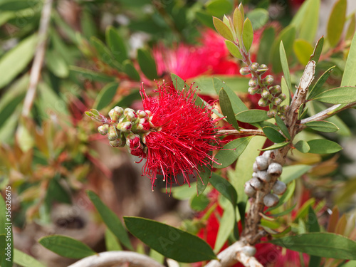 Callistemon citrinus, rince-bouteille ou plante goupillon à tiges ramifiées brun clair, à inflorescence pendante en forme de brosse aux étamines rouge écarlate