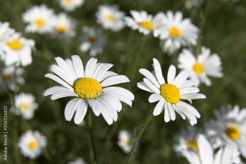 Patch of shasta daisies and a little white spider. Patch of shasta daisies and a little white spider.