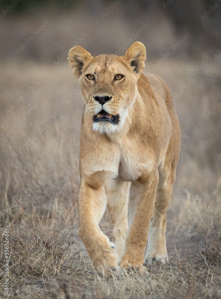 One adult female lion walking looking ahead and very alert in Ndutu Reserve Tanzania One adult female lion walking looking ahead and very alert in Ndutu Reserve Tanzania