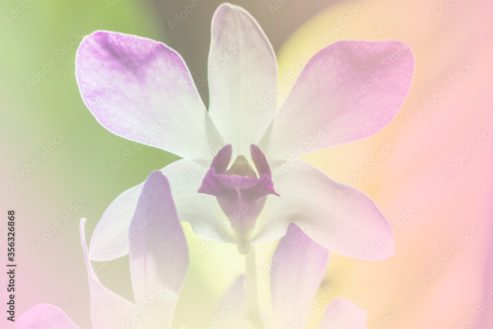 Obraz premium orchid a color adjustment in soft style for background