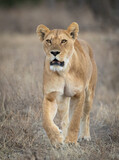 One adult female lion walking looking ahead and very alert in Ndutu Reserve Tanzania