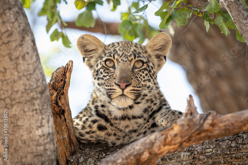 One baby leopard sitting in a tree looking ahead in Kruger Park South Africa © stuporter