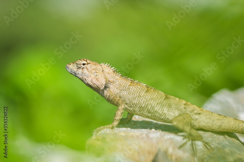 Asian lizard climbing on rocky ground, looking for something © kaewphoto