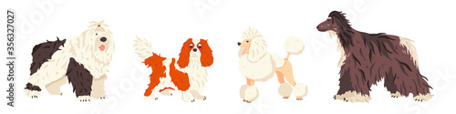 Dog breeds Bobtail, Cavalier King Charles Spaniel, Poodle, Afghan Hound flat vector set. Grooming and pet care concept. Cute animals for exhibition promo poster, banner, online guide, stickers.