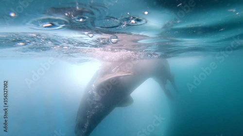 MS Crabeater seal (Lobodon carcinophaga) swimming underwater / Antarctica photo