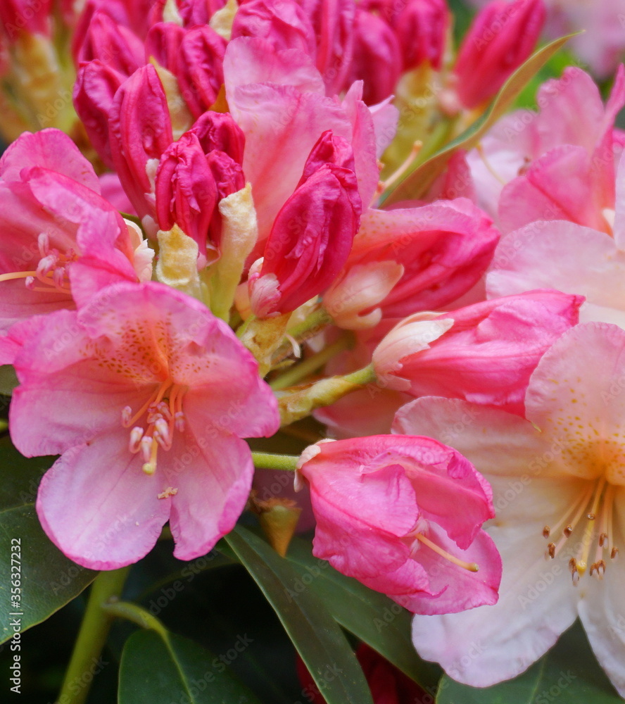 Fototapeta premium Beautiful and delicate rhododendron flowers close up. Evergreen shrub.