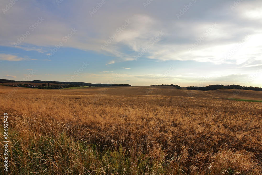 wheat field in the sunset, czech republic