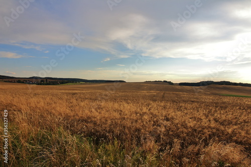 wheat field in the sunset  czech republic