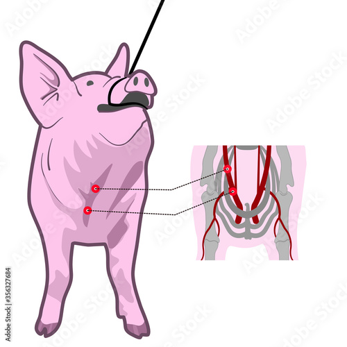 position for blood collection in standing posture